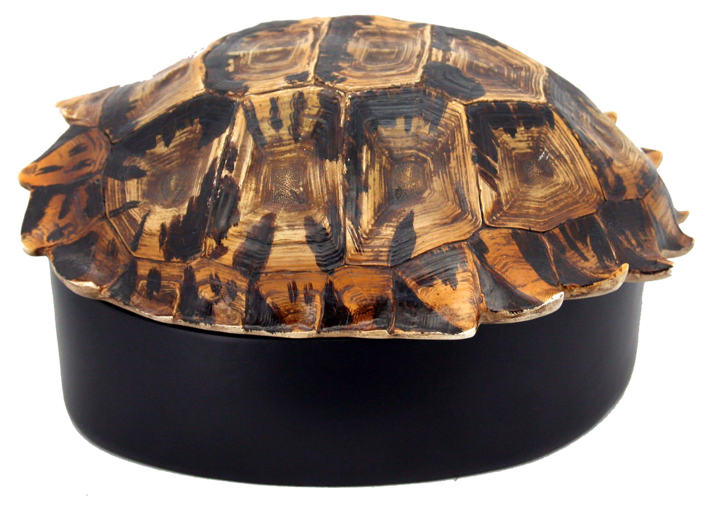 Turtle Shell Box